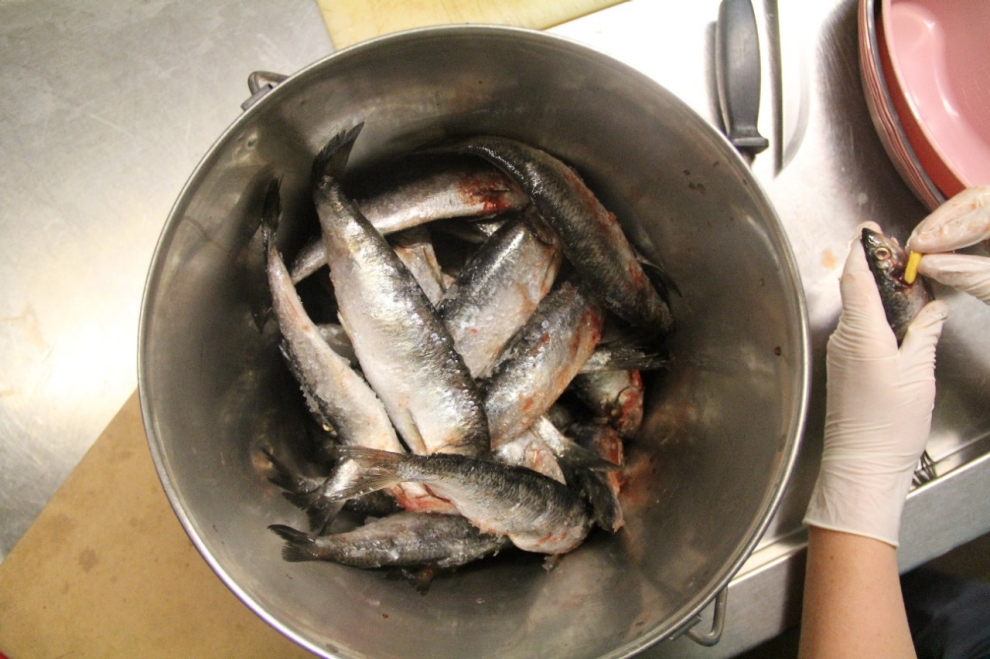 A bucket of herring, the fish that the Marine Mammal Center uses to feed their pinnipeds.